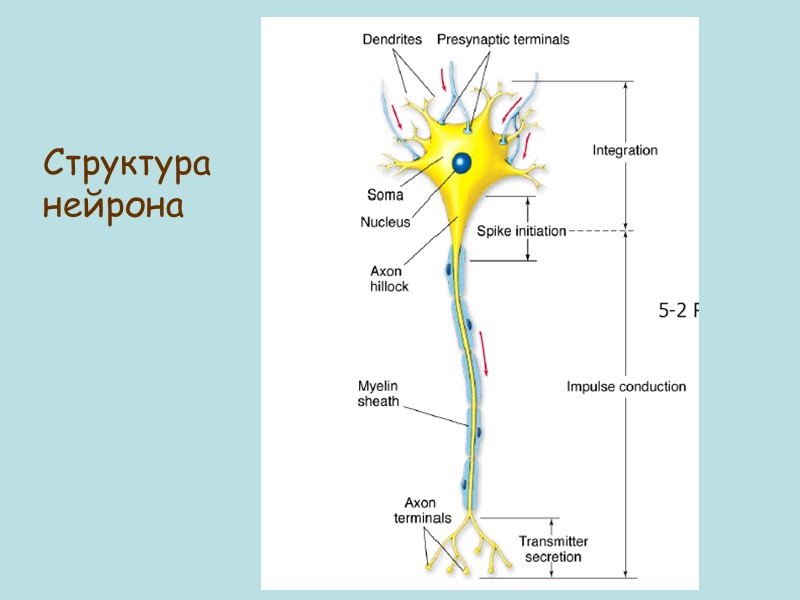 Структура нейрона